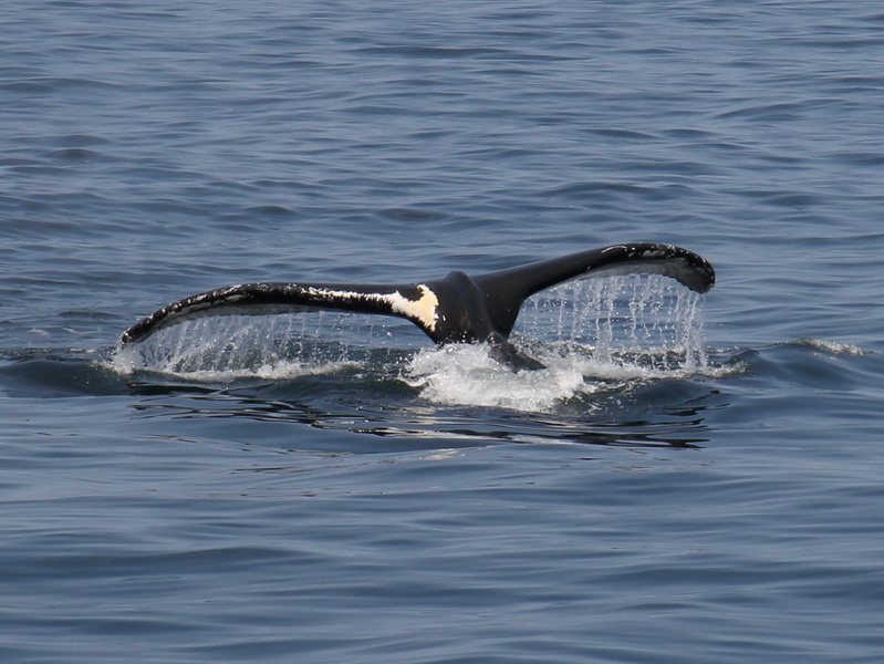 Schwanzflosse eines Buckelwales