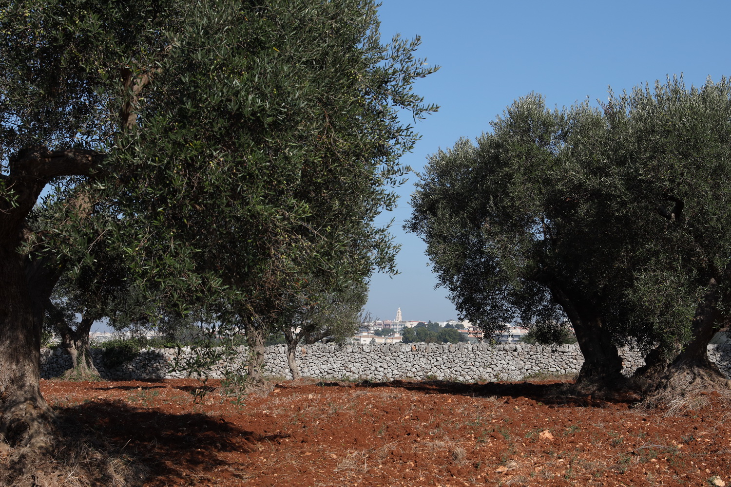 Olivenhain mit Kirchturm von Noci