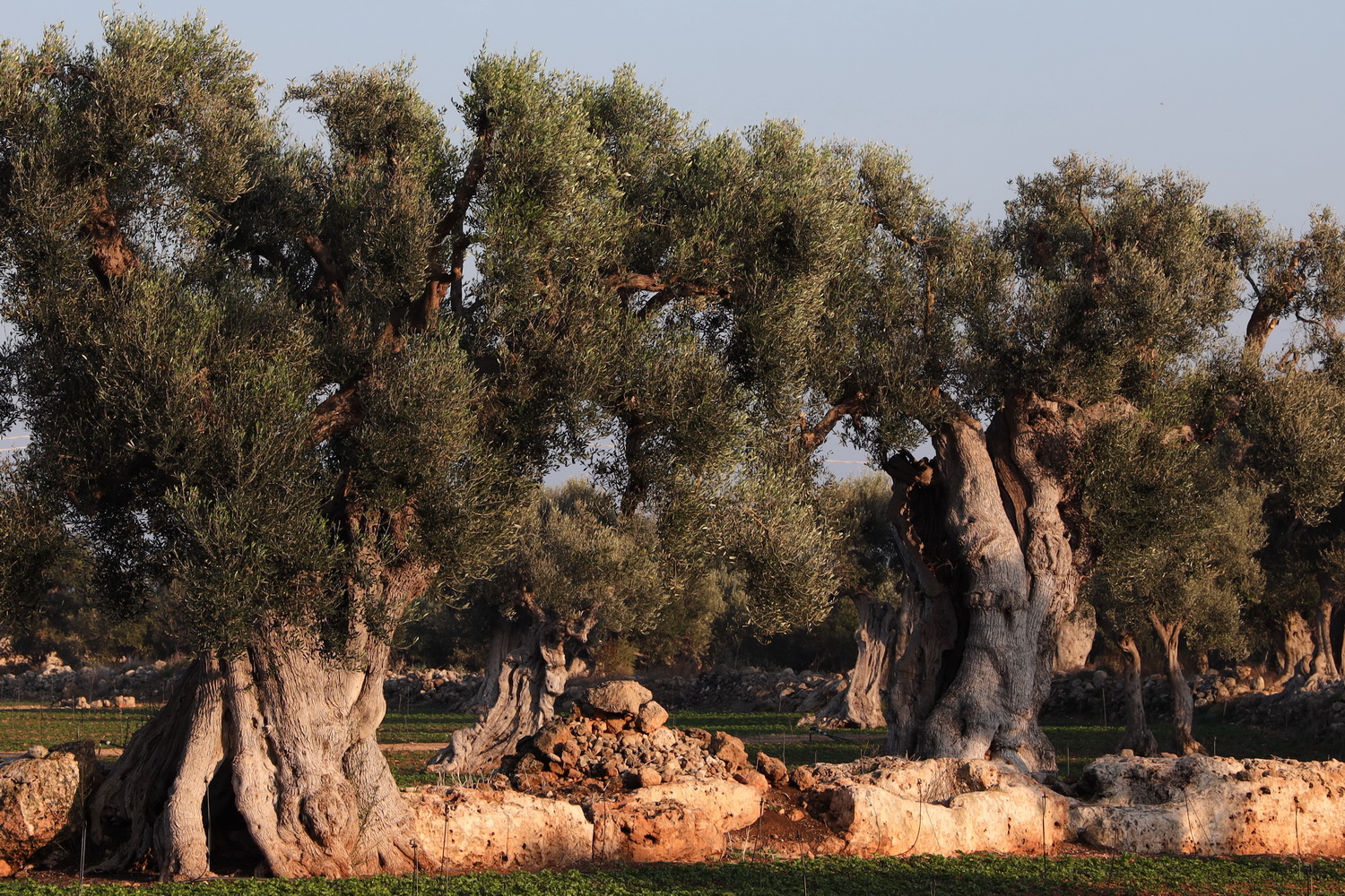 Sehr alte Olivenbäume- Egnazia