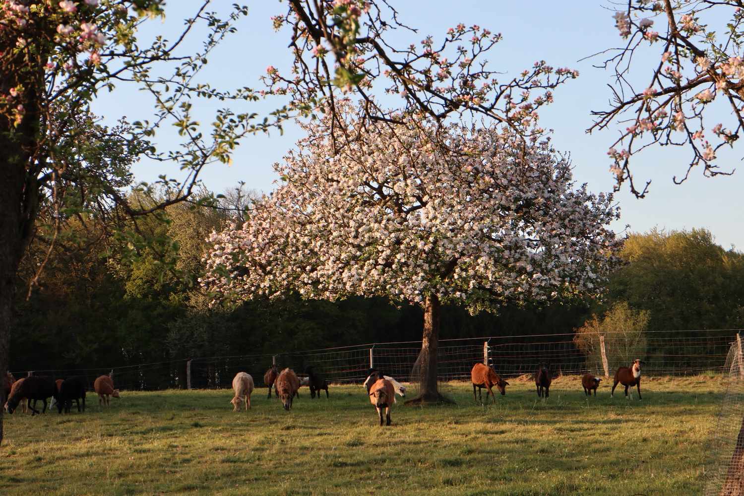 Schafe unter Obstbäumen