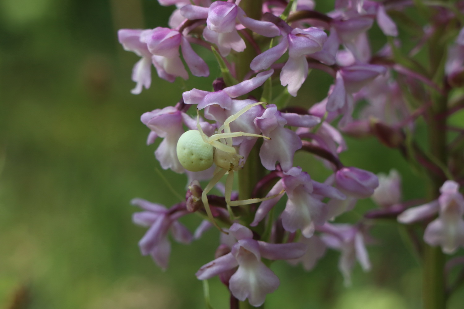 Orchidee mit weisser Spinne