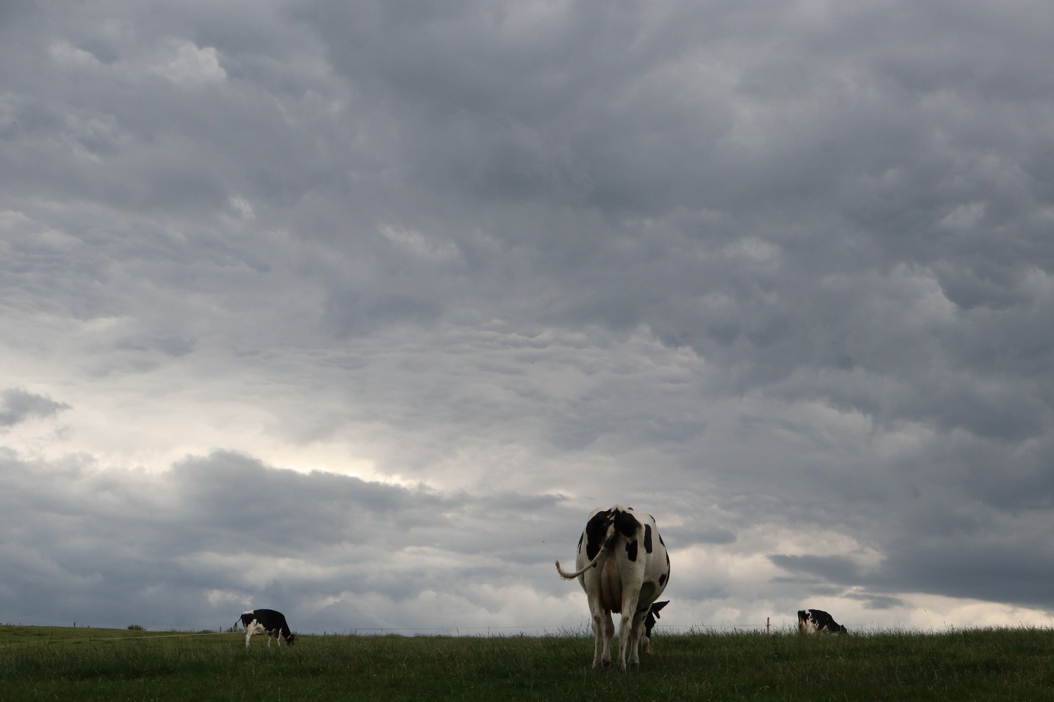 Kühe und Wolken