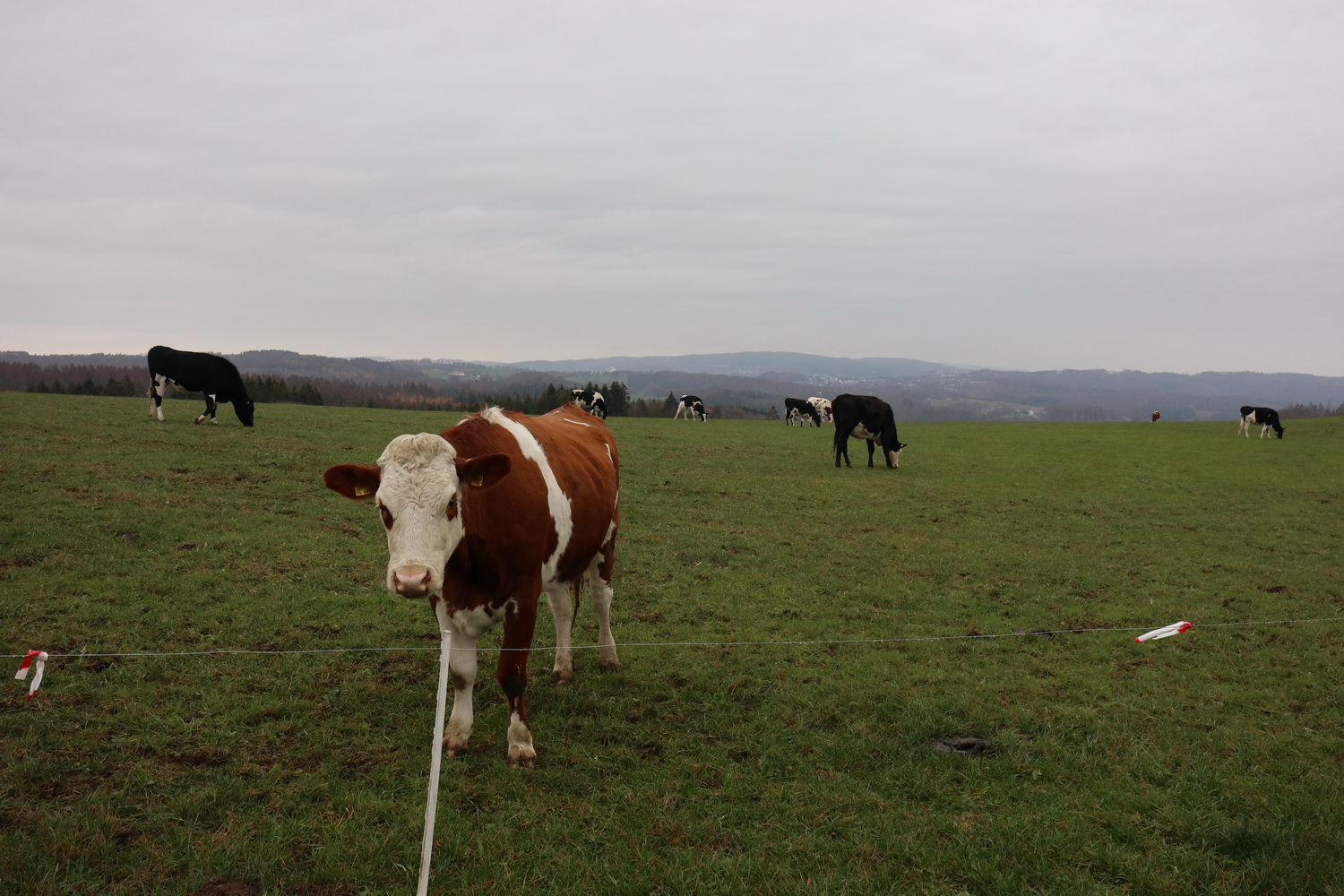 Kühe bei Dannenberg