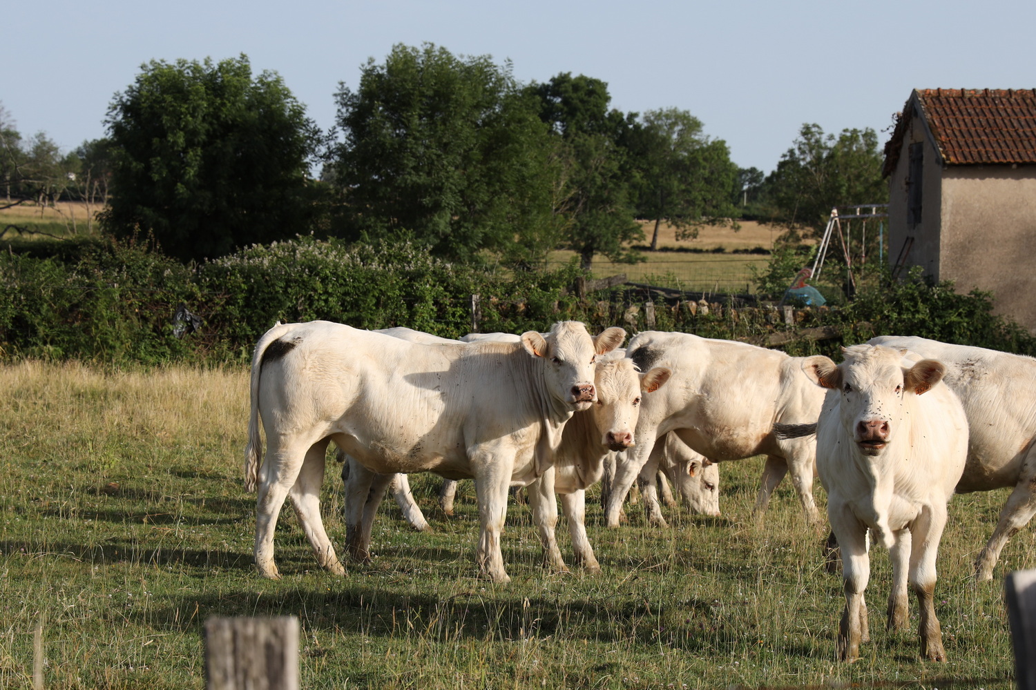 Charolais-Rinder in der Abendsonne