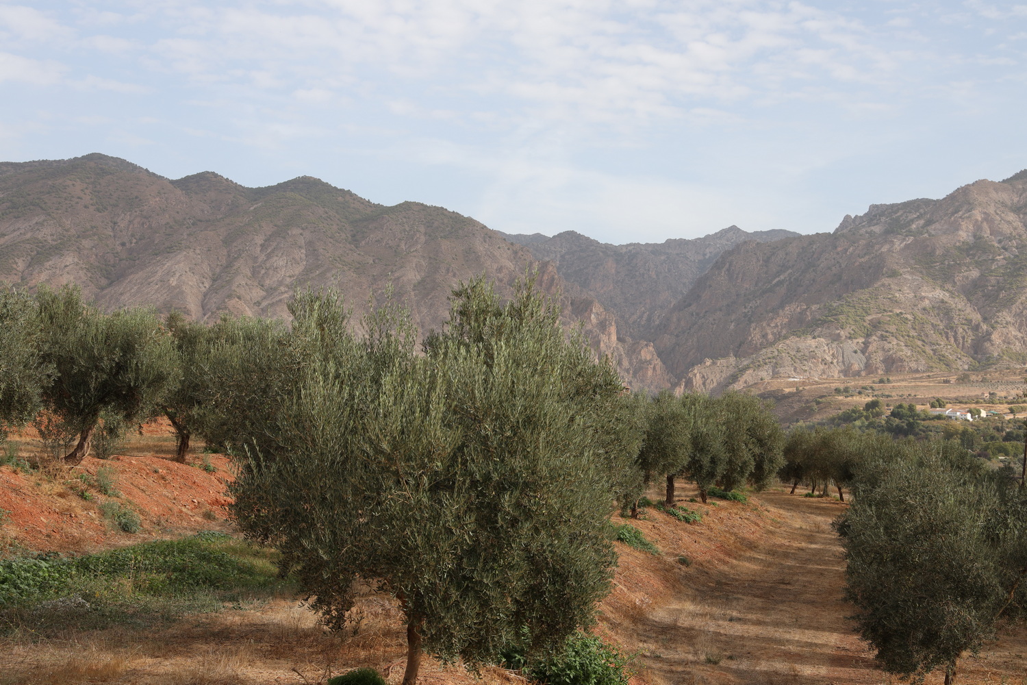 Blick in den Olivenhain in Richtung Sierra Nevada