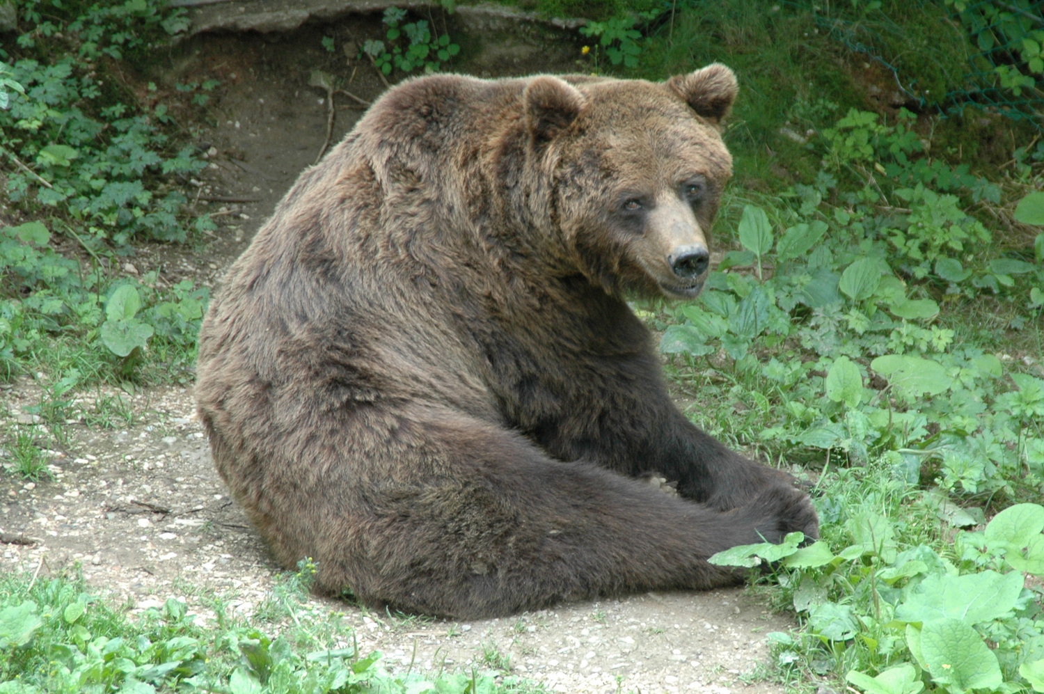 Braunbär im Gehege des Naturparks 2005