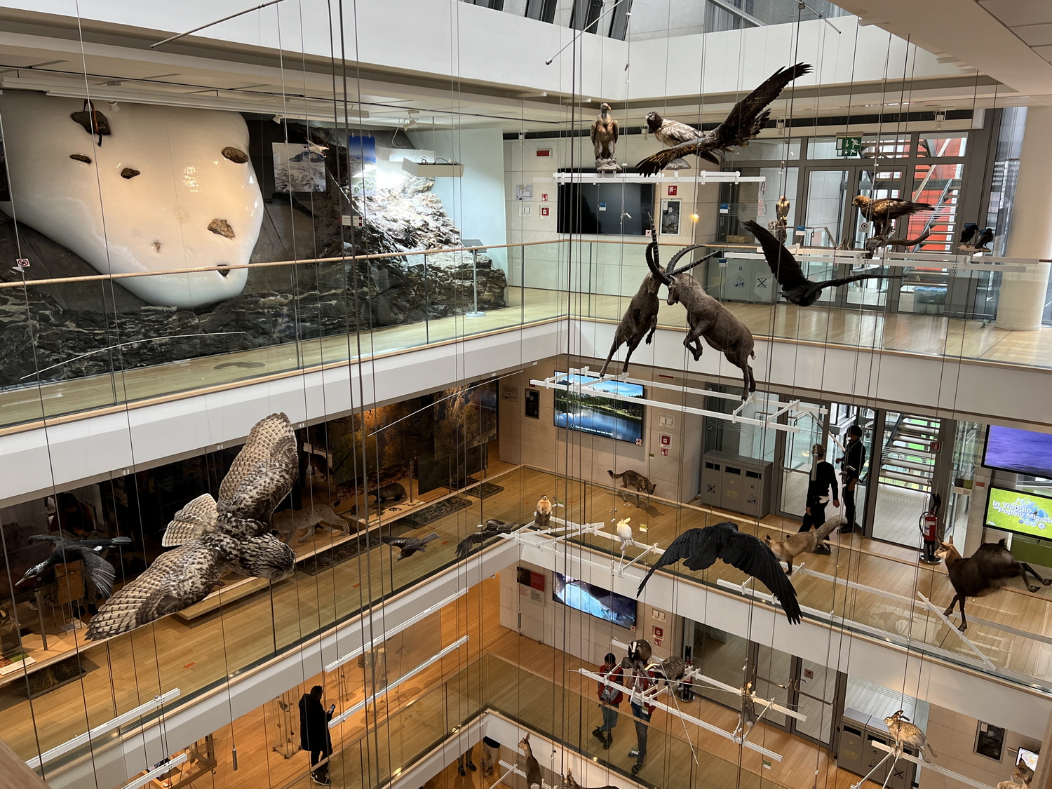 Moderne Präsentation der Trentiner Tierwelt im Museum "MUSE"