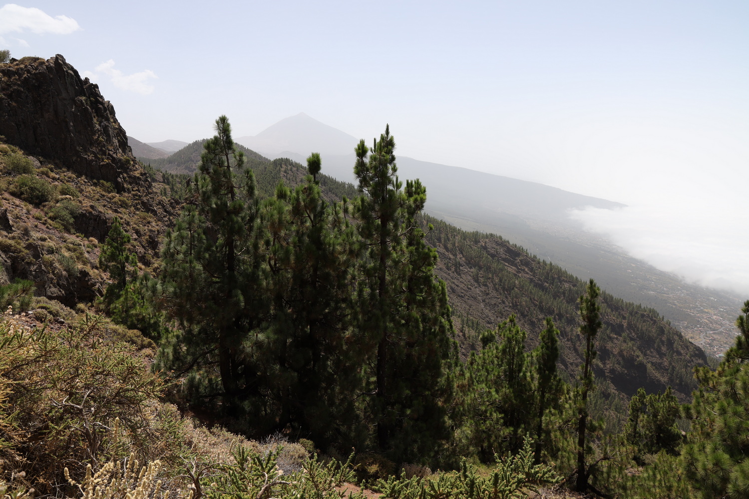 Auffahrt zum Teide- Nationalpark durch den "Bosque de la Esperanza"