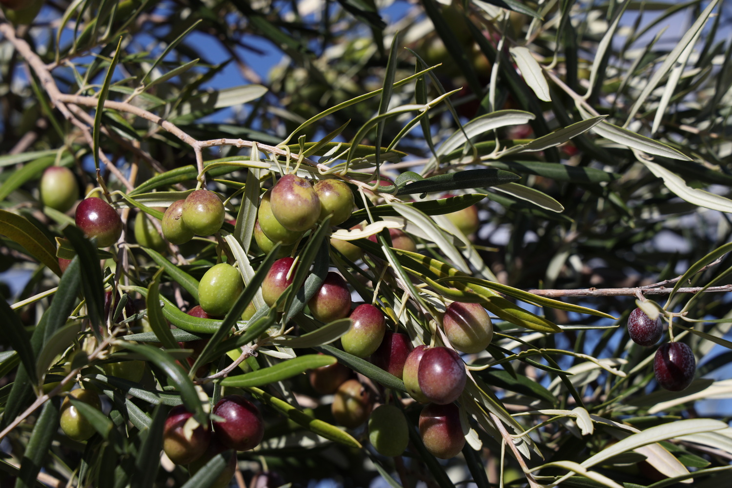 Erntereife Oliven