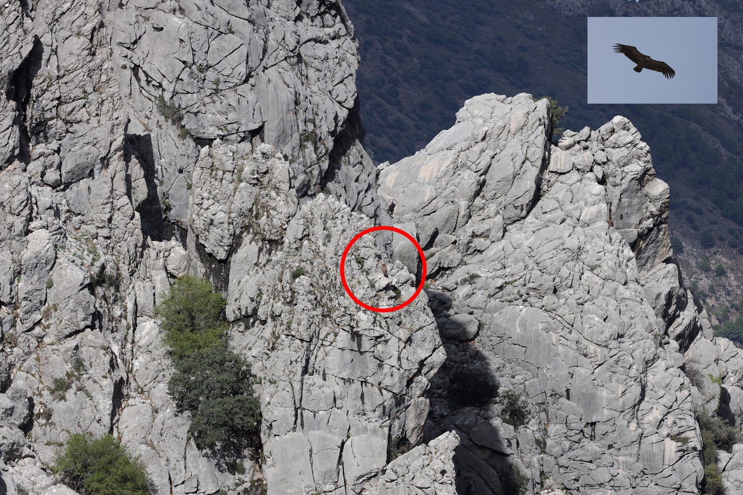 Geier-Felsen im Abstieg nach Grazalema