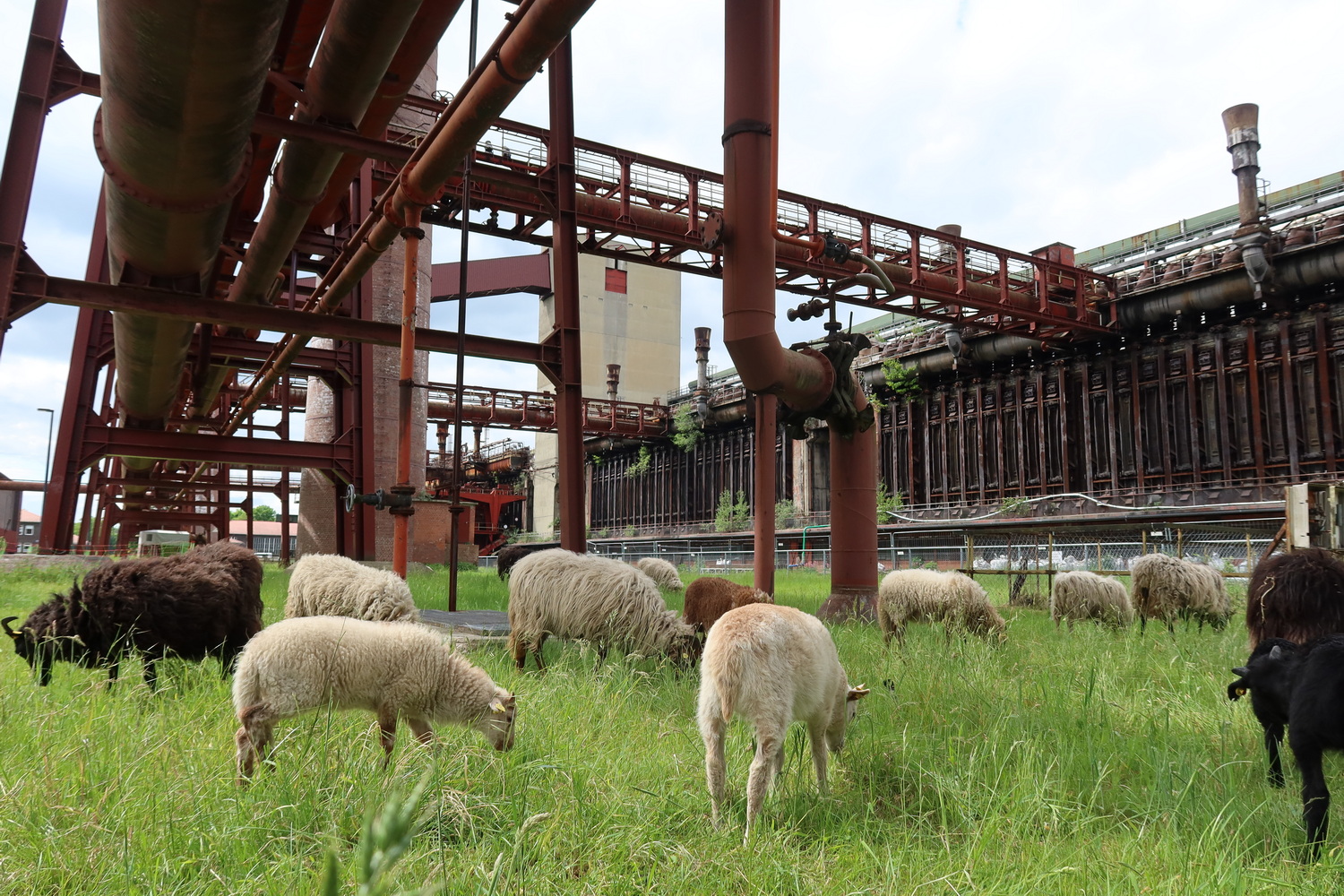 Nature is Back- Industriedenkmal Kokerei-Zollverein