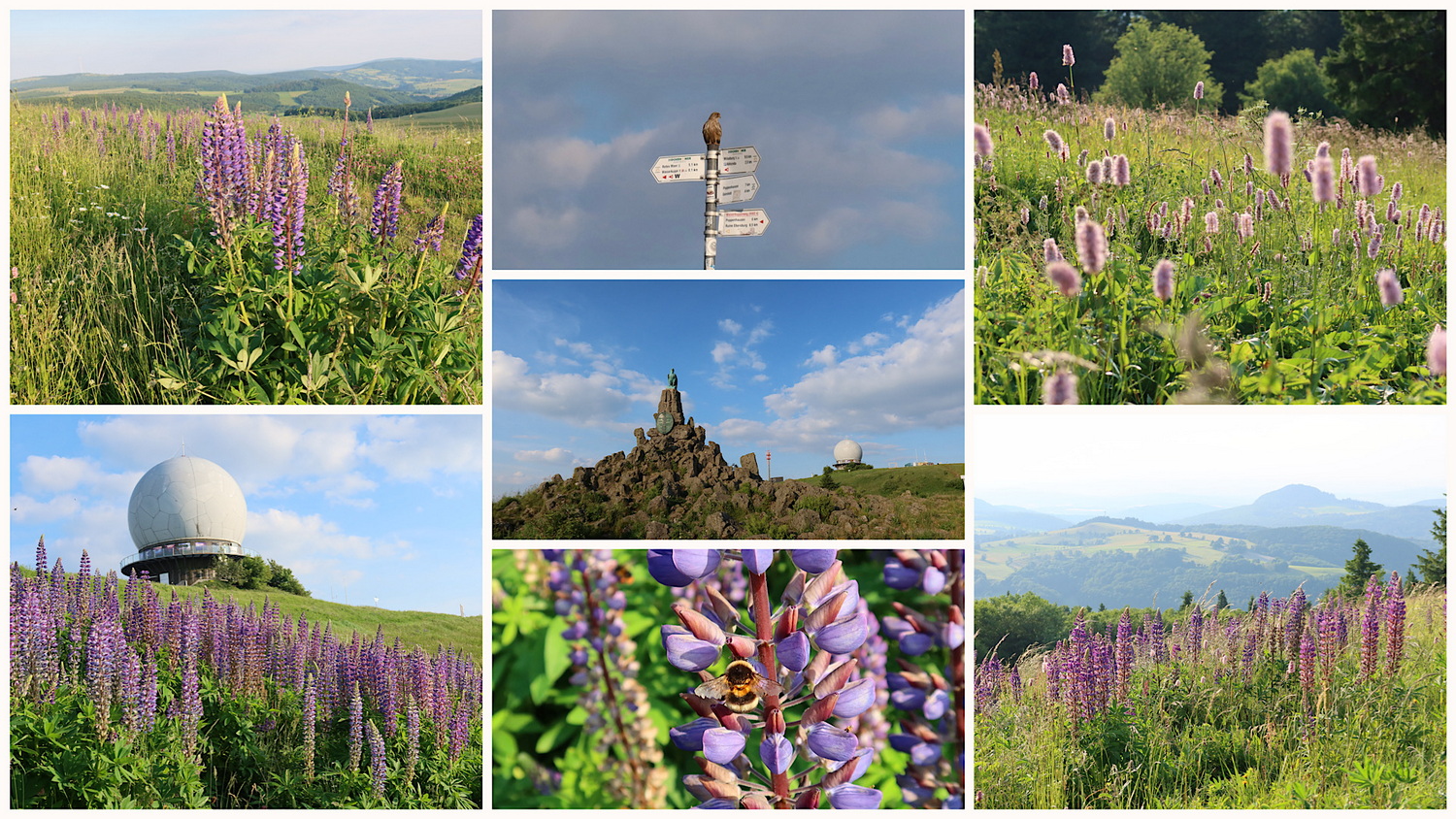 Blumenwiesen auf der Wasserkuppe