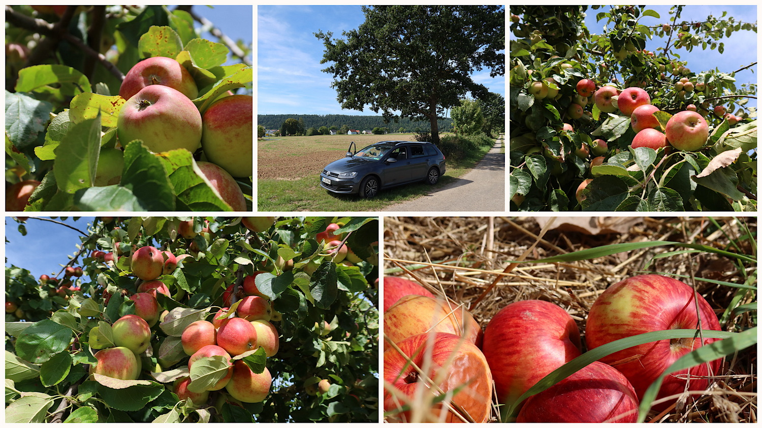 Apfel- und Birnen- Ernte auf der Rückfahrt