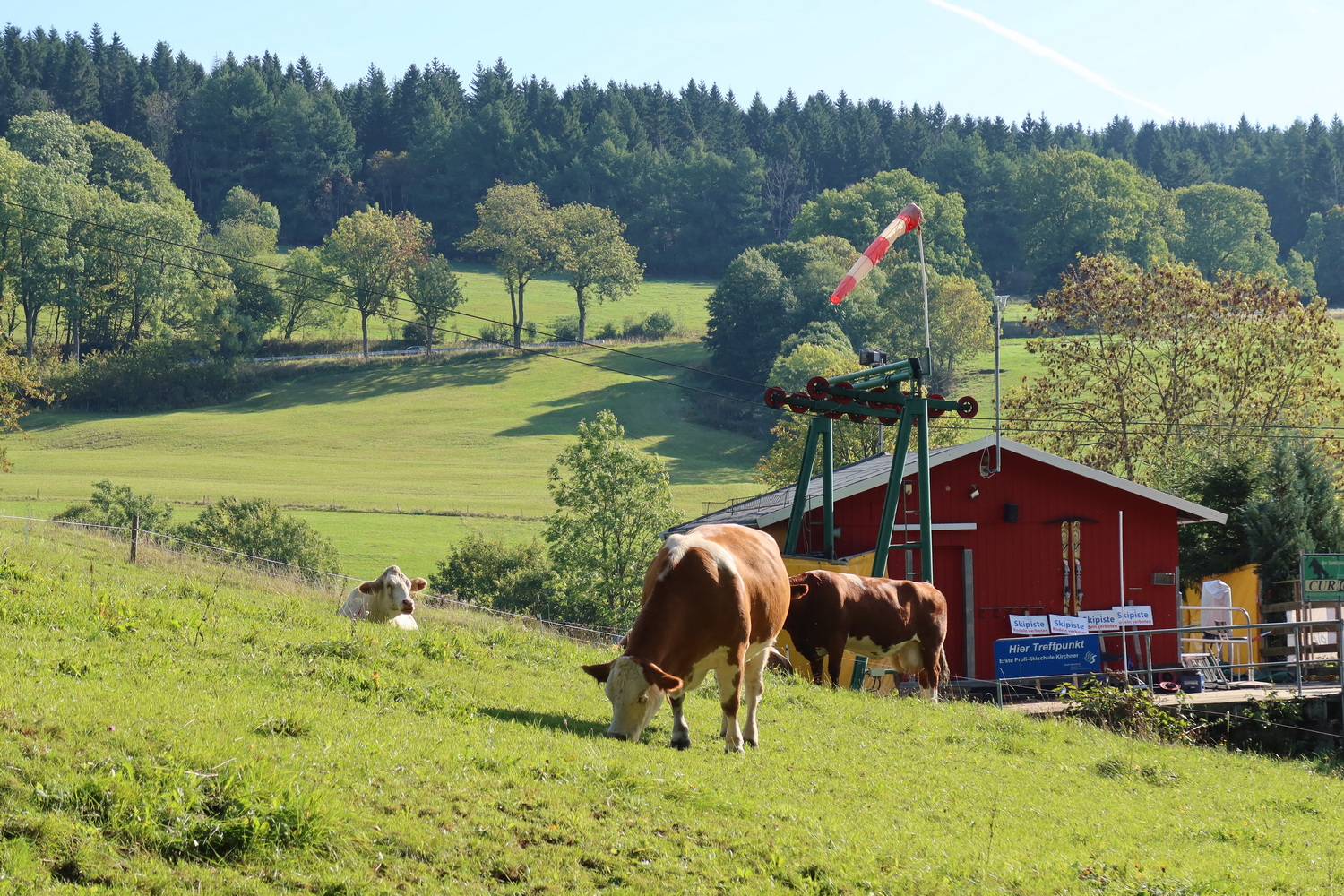 Rindvieh am Zuckerfeld