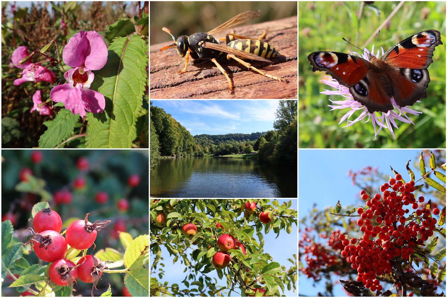 Entdeckungen am Wegesrand
