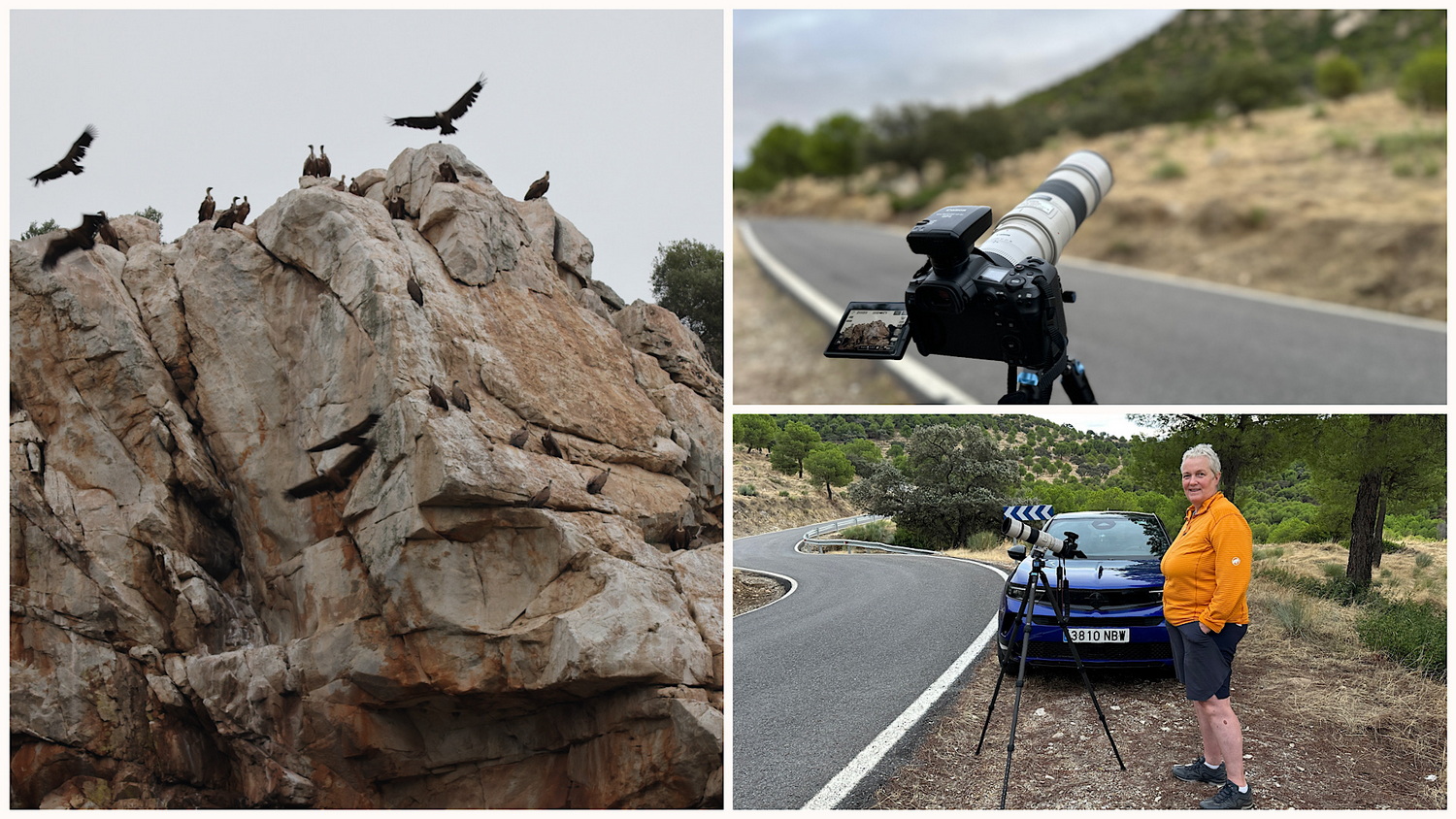 Sierra de Hornachuelos- Geierfelsen